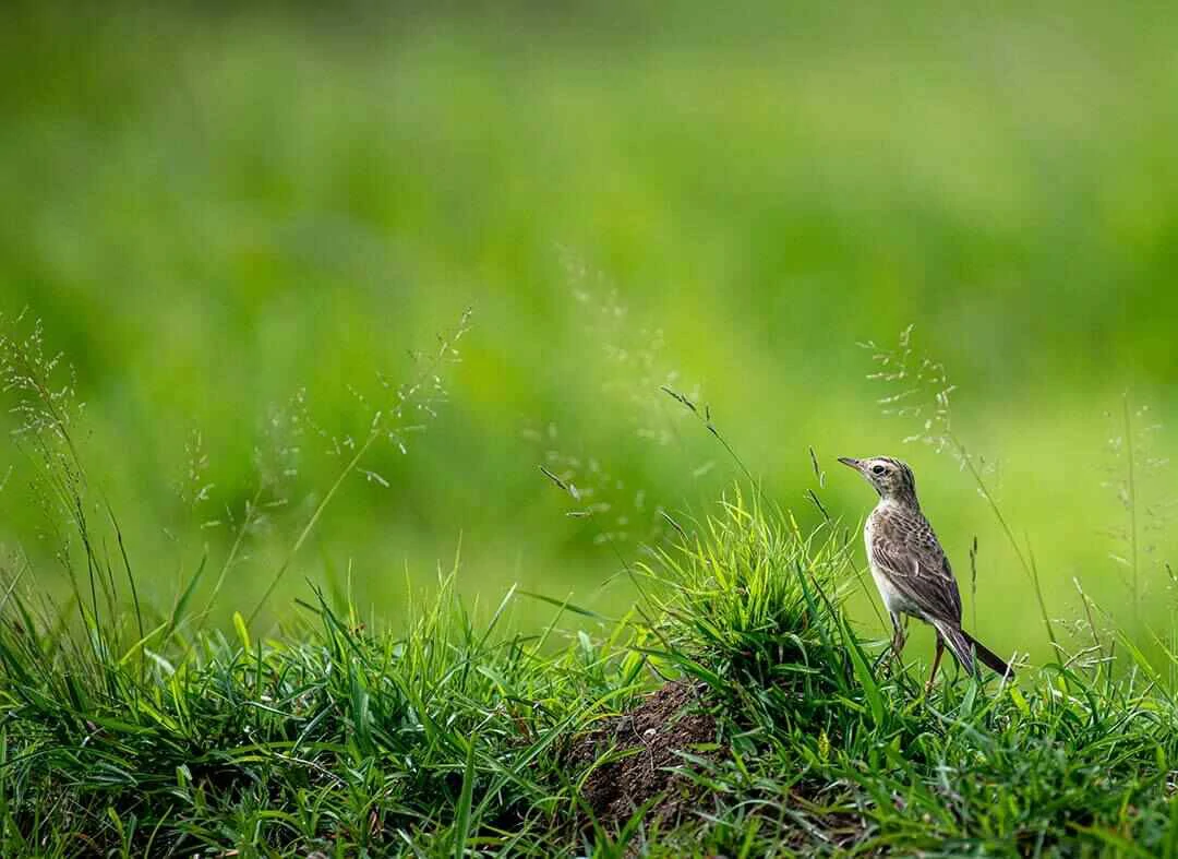 Sabota Lark